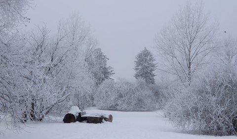 FOTKA - Zimn skovaka