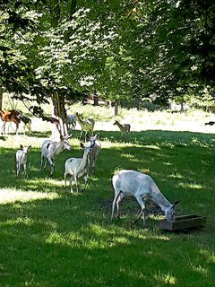 FOTKA - Zmek leby, velkolep romantick sdlo na Kutnohorsku