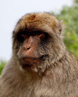 FOTKA - Vnon cesta na Gibraltar