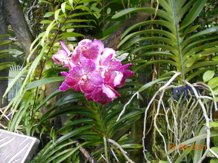 FOTKA - Vstava orchidej v botanick zahrad