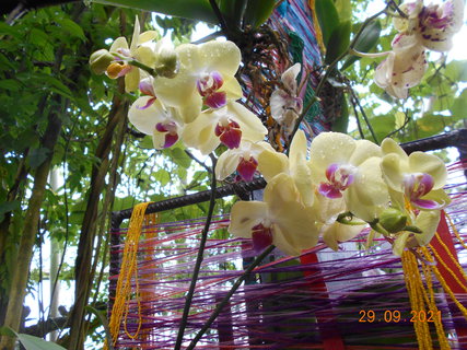 FOTKA - Vstava orchidej v botanick zahrad