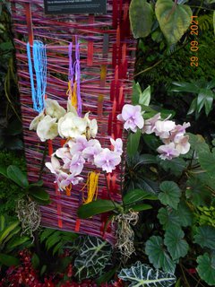 FOTKA - Vstava orchidej v botanick zahrad