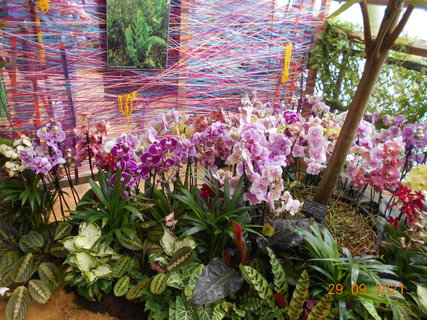 FOTKA - Vstava orchidej v botanick zahrad