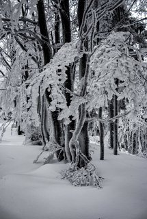 FOTKA - Zimn putovn po Pustevnch a jejich okol