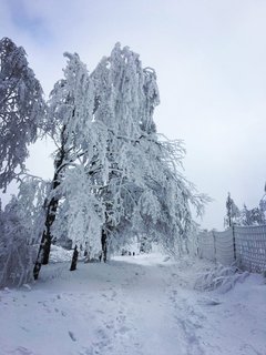 FOTKA - Zimn Velk Javornk