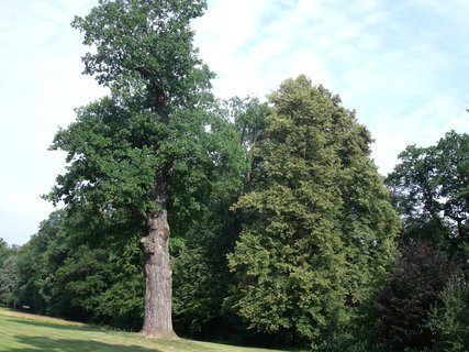 FOTKA - Zmeck park Vlaim