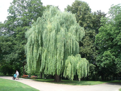 FOTKA - Zmeck park Vlaim