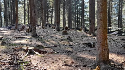 FOTKA - Bl  vlet k urbskmu klauzu, prameni Smradlav i do Obrky Bl