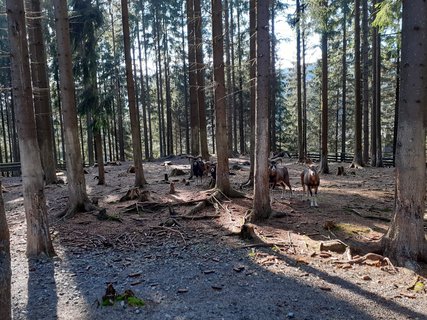 FOTKA - Bl  vlet k urbskmu klauzu, prameni Smradlav i do Obrky Bl