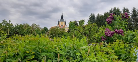 FOTKA - Chlum u Tebon, msto uprosted rybnk k pemlen i odpoinku