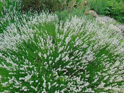 FOTKA - Botanick zahrada Teplice