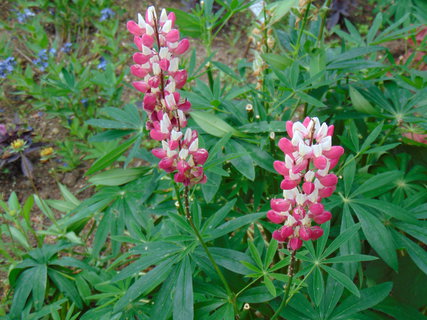 FOTKA - Botanick zahrada Teplice