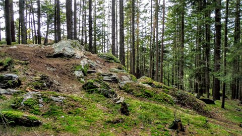 FOTKA - Rozhledna na Sedle - nae milovan umava