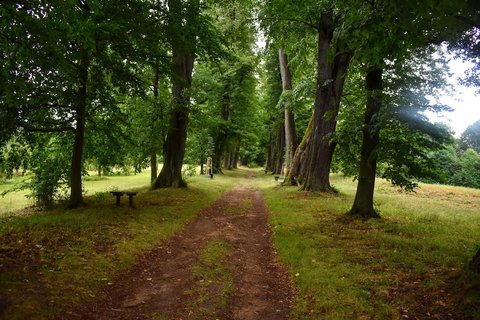 FOTKA - Lipovou alej k zmku Lemberk