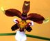 Pstujeme orchideje V. - Oncidium