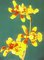 Pstujeme orchideje V. - Oncidium