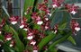 Pstujeme orchideje V. - Oncidium