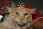 Máte doma nejkrásnější kočku nebo kocoura? Miss Kočka 2011 se blíží!