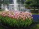 Jaro v parku Keukenhof