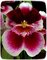 Orchideje - Miltonia a Miltoniopsis