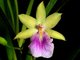 Orchideje - Miltonia a Miltoniopsis