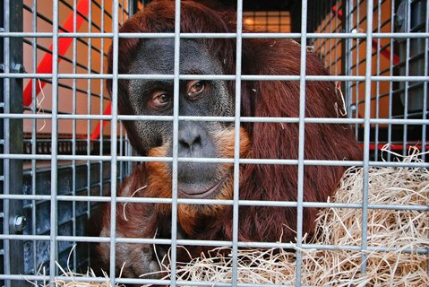 FOTKA - Prask zoo m novho orangutana