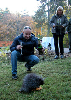 FOTKA - Urzon kanadsk - Erethizon dorsatum