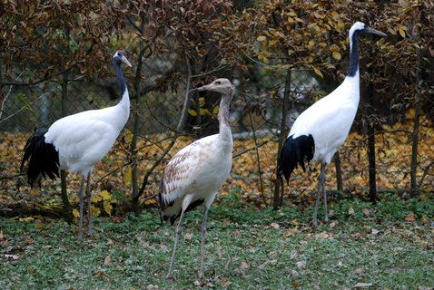 FOTKA - Prvn mld jeba manduskho v Zoo Zln