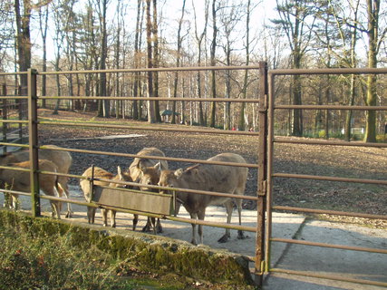 FOTKA - Podzim v ZOO Ostrava