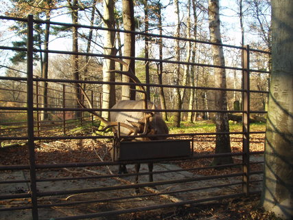 FOTKA - Podzim v ZOO Ostrava