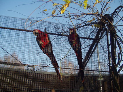 FOTKA - Podzim v ZOO Ostrava