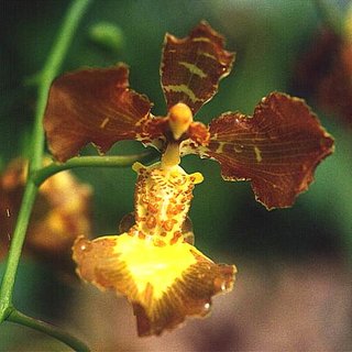 FOTKA - Pstujeme orchideje V. - Oncidium