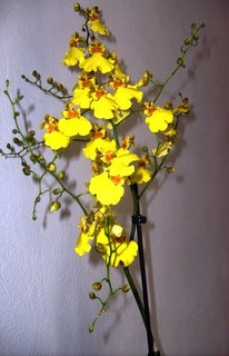 FOTKA - Pstujeme orchideje V. - Oncidium