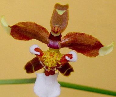 FOTKA - Pstujeme orchideje V. - Oncidium