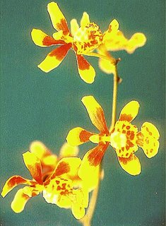 FOTKA - Pstujeme orchideje V. - Oncidium