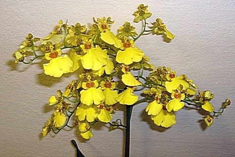 FOTKA - Pstujeme orchideje V. - Oncidium