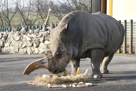 FOTKA - steck Zamba je nejstarm nosorocem tuponosm v esk republice