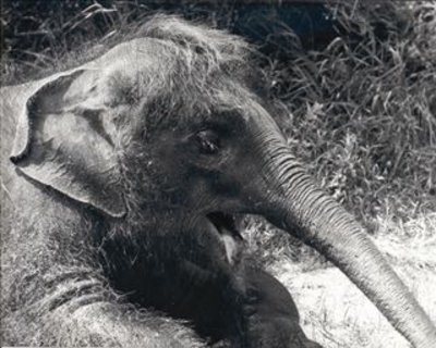 FOTKA - 25. vro pobytu slonice Kaly v steck zoo