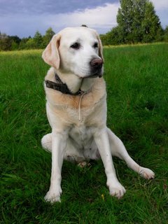 FOTKA - Labradorsk retriever