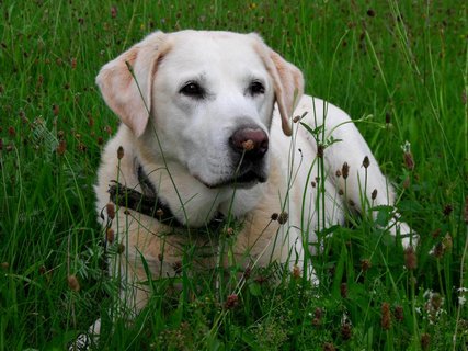 FOTKA - Labradorsk retriever