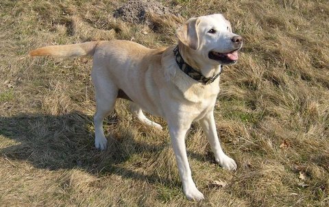 FOTKA - Labradorsk retriever