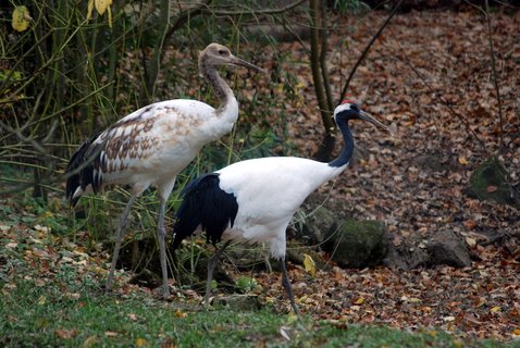 FOTKA - Rok 2010 ve zlnsk zoo