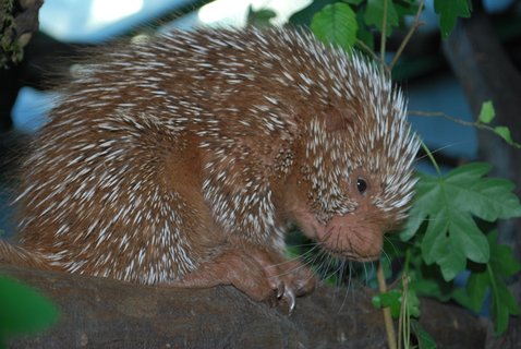 FOTKA - Rok 2010 ve zlnsk zoo