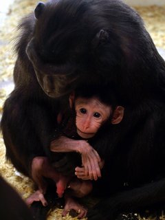 FOTKA - Dnsk zoo se raduje ze dvou prstk!