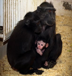 FOTKA - Dnsk zoo se raduje ze dvou prstk!