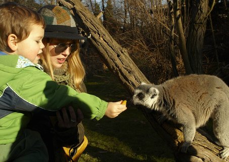 FOTKA - Druh vprava z Ulice navtvila praskou ZOO!