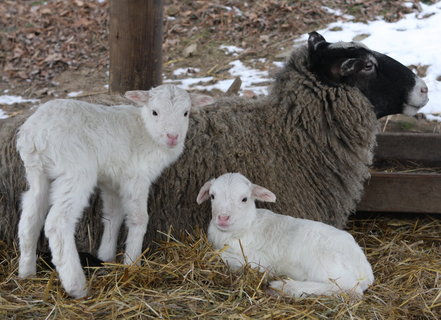 FOTKA - Zoo Jihlava hls prvn leton prstky