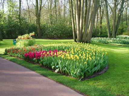 FOTKA - Jaro v parku Keukenhof