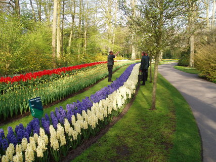 FOTKA - Jaro v parku Keukenhof