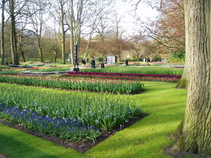 FOTKA - Jaro v parku Keukenhof